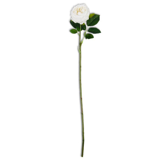 Austin Rose Stem - 24 Inch White Real Touch