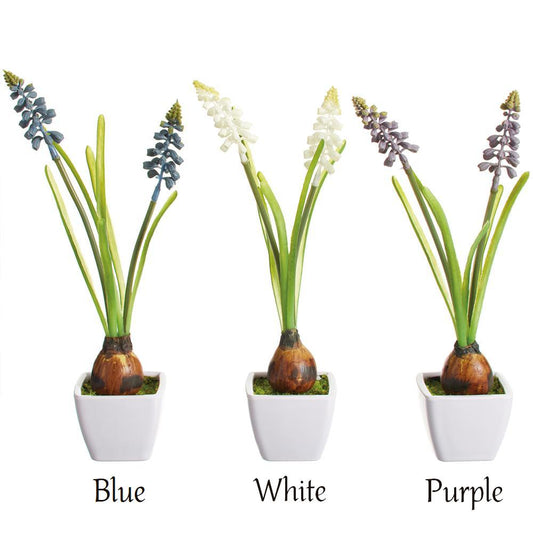 Muscari With Bulb - 10.5in - Plastic Pot