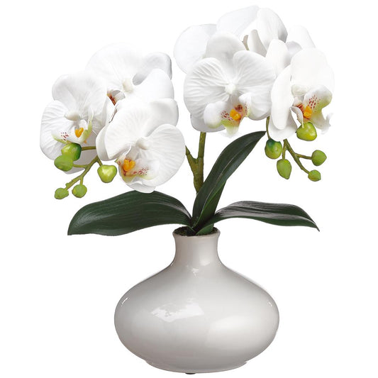 Ceramic Vase 12in - Phalaenopsis Orchid Plant