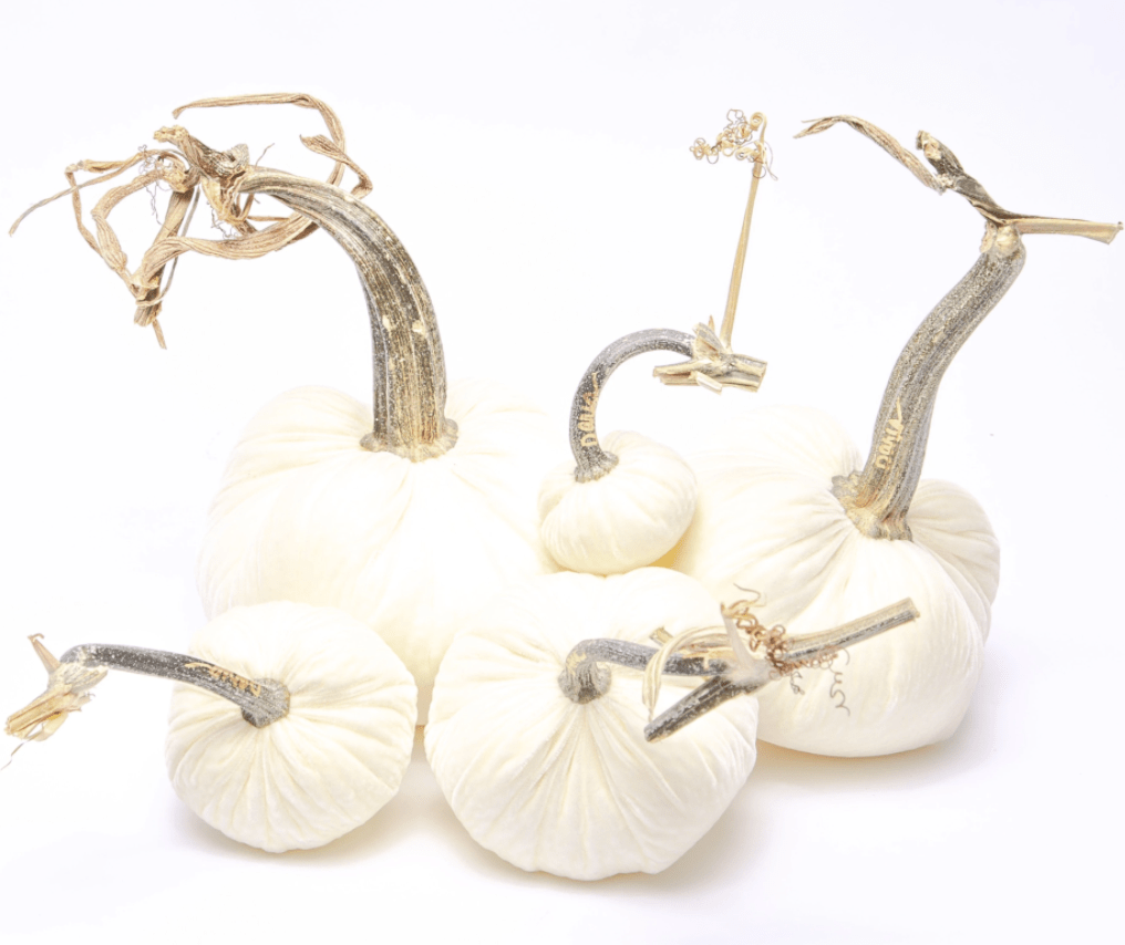 HOT SKWASH PUMPKIN - IVORY - Findlay Rowe Designs